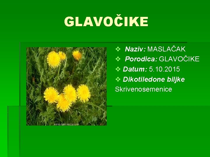 GLAVOČIKE v Naziv: MASLAČAK v Porodica: GLAVOČIKE v Datum: 5. 10. 2015 v Dikotiledone