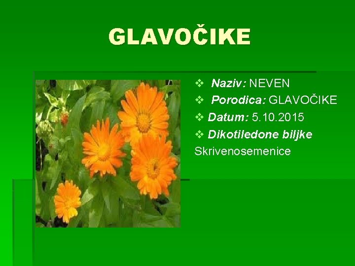 GLAVOČIKE v Naziv: NEVEN v Porodica: GLAVOČIKE v Datum: 5. 10. 2015 v Dikotiledone