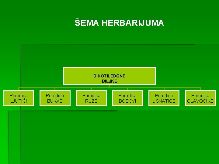 ŠEMA HERBARIJUMA DIKOTILEDONE BILJKE Porodica LJUTIĆI Porodica BUKVE Porodica RUŽE Porodica BOBOVI Porodica USNATICE