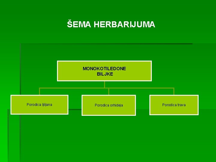 ŠEMA HERBARIJUMA MONOKOTILEDONE BILJKE Porodica ljiljana Porodica orhideja Porodica trava 