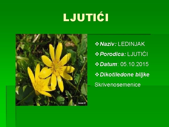 LJUTIĆI v. Naziv: LEDINJAK v. Porodica: LJUTIĆI v. Datum: 05. 10. 2015 v. Dikotiledone