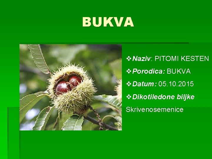 BUKVA v. Naziv: PITOMI KESTEN v. Porodica: BUKVA v. Datum: 05. 10. 2015 v.