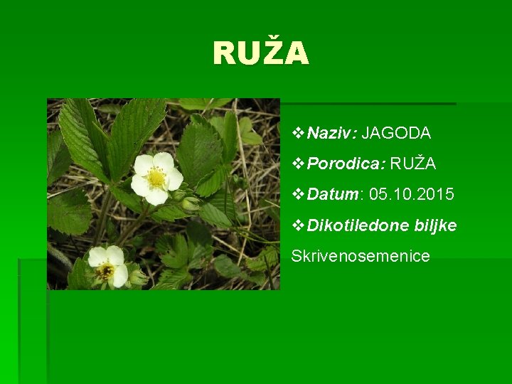 RUŽA v. Naziv: JAGODA v. Porodica: RUŽA v. Datum: 05. 10. 2015 v. Dikotiledone