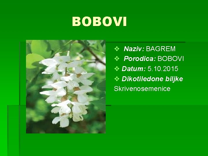 BOBOVI v Naziv: BAGREM v Porodica: BOBOVI v Datum: 5. 10. 2015 v Dikotiledone