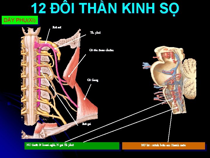 12 ĐÔI THẦN KINH SỌ D Y PHỤ(XI) Reã soï Tk. phuï Cô öùc