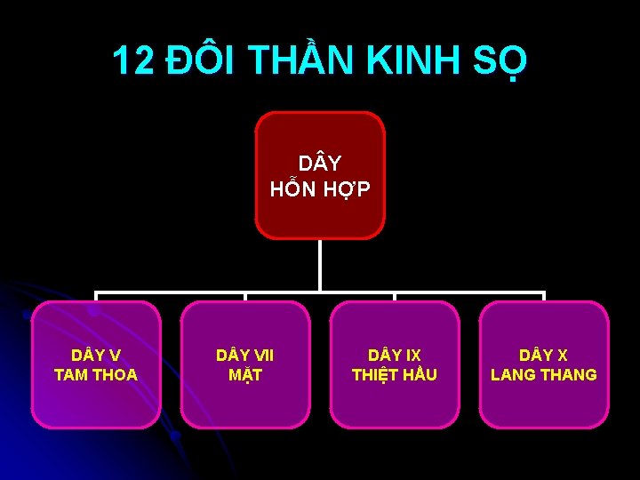 12 ĐÔI THẦN KINH SỌ D Y HỖN HỢP D Y V TAM THOA