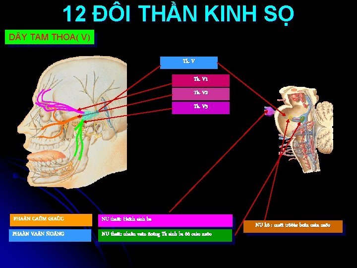 12 ĐÔI THẦN KINH SỌ D Y TAM THOA( V) Tk. V 1 Tk.