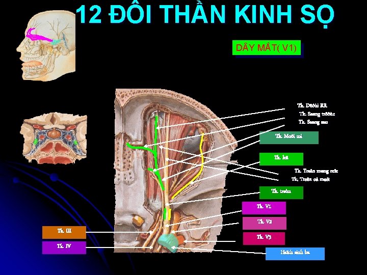 12 ĐÔI THẦN KINH SỌ D Y MẮT( V 1) Tk. Döôùi RR Tk.