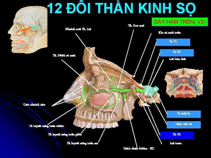 12 ĐÔI THẦN KINH SỌ Nhaùnh noái Tk. Leä Tk. Goø maù D Y