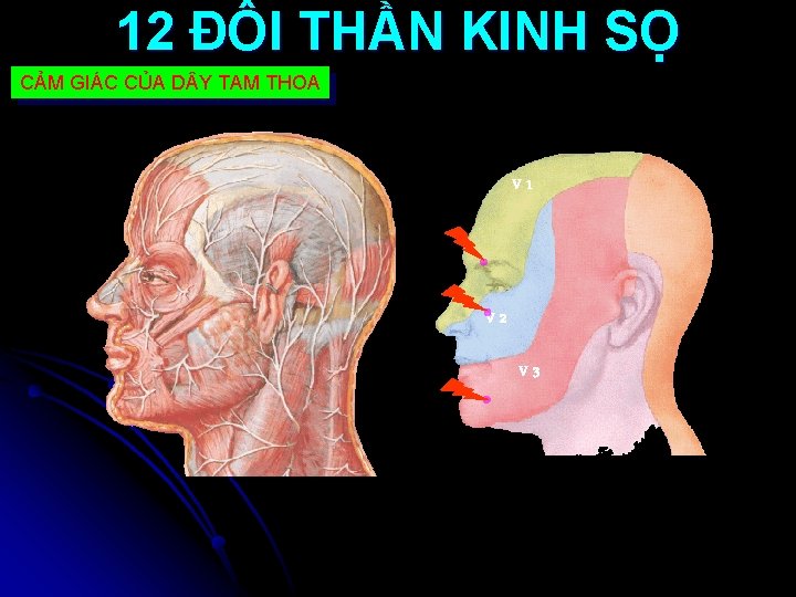 12 ĐÔI THẦN KINH SỌ CẢM GIÁC CỦA D Y TAM THOA V 1