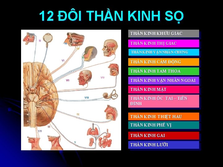 12 ĐÔI THẦN KINH SỌ THẦN KINH KHỨU GIÁC I II THẦN KINH THỊ