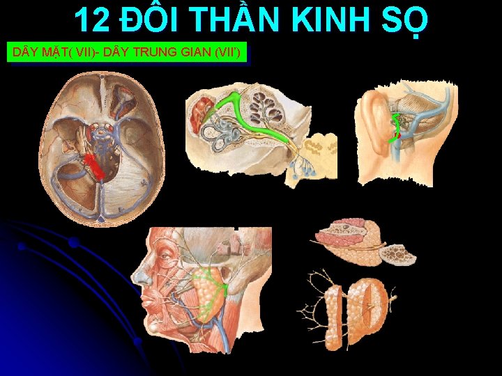 12 ĐÔI THẦN KINH SỌ D Y MẶT( VII)- D Y TRUNG GIAN (VII’)