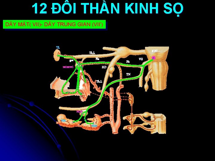 12 ĐÔI THẦN KINH SỌ D Y MẶT( VII)- D Y TRUNG GIAN (VII’)