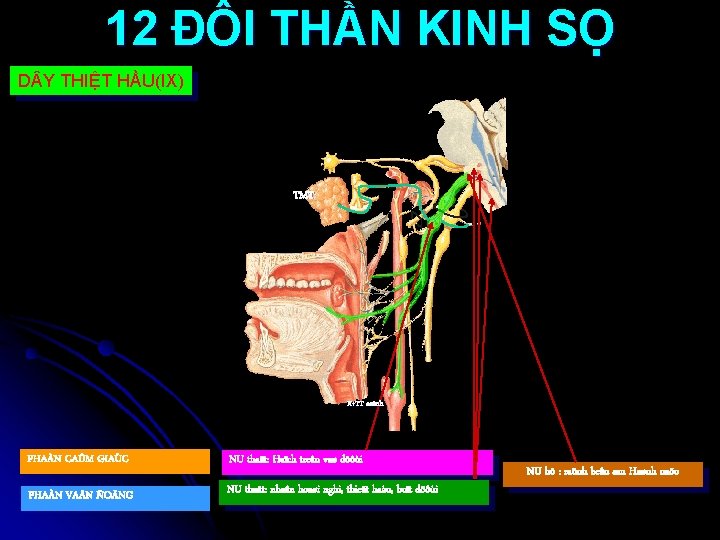 12 ĐÔI THẦN KINH SỌ D Y THIỆT HẦU(IX) TMT X+TT caûnh PHAÀN CAÛM