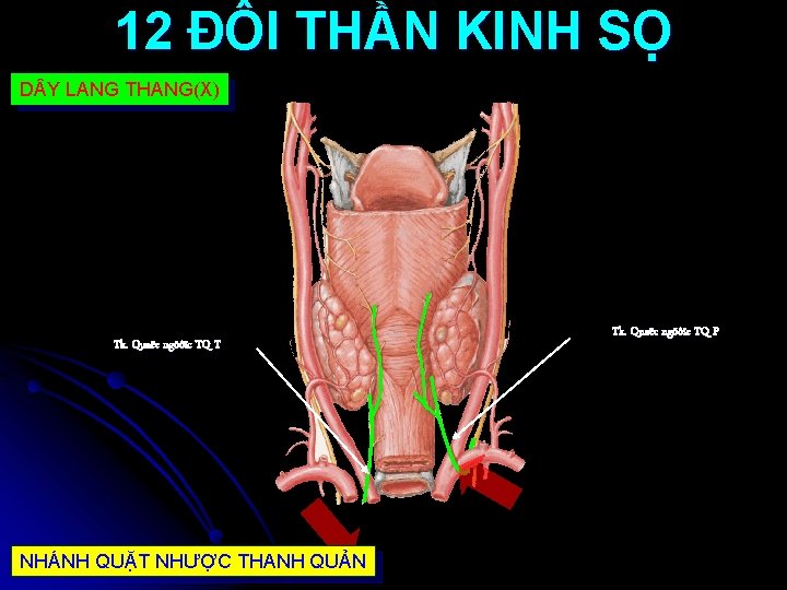 12 ĐÔI THẦN KINH SỌ D Y LANG THANG(X) Tk. Quaëc ngöôïc TQ T