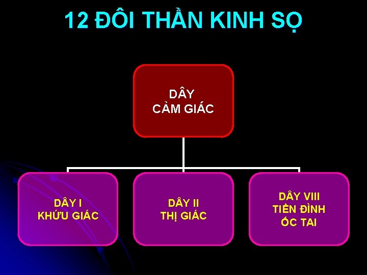 12 ĐÔI THẦN KINH SỌ D Y CẢM GIÁC D Y I KHỨU GIÁC