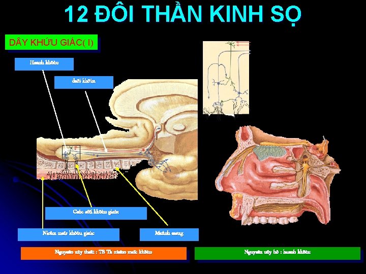 12 ĐÔI THẦN KINH SỌ D Y KHỨU GIÁC( I) Haønh khöùu daõi khöùu