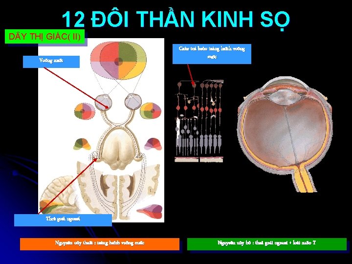 12 ĐÔI THẦN KINH SỌ D Y THỊ GIÁC( II) Voõng maïc Caùc teá