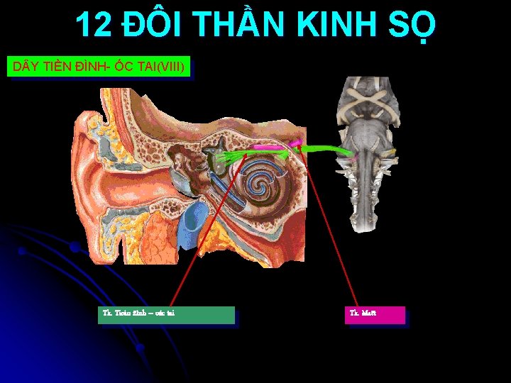 12 ĐÔI THẦN KINH SỌ D Y TIỀN ĐÌNH- ỐC TAI(VIII) Tk. Tieàn ñình