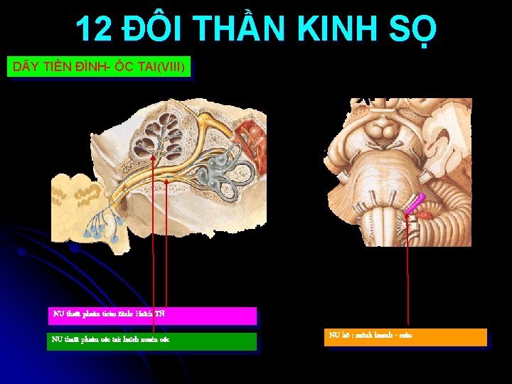 12 ĐÔI THẦN KINH SỌ D Y TIỀN ĐÌNH- ỐC TAI(VIII) NU thaät phaàn