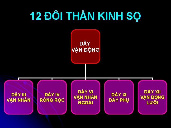 12 ĐÔI THẦN KINH SỌ D Y VẬN ĐỘNG D Y III VẬN NHÃN