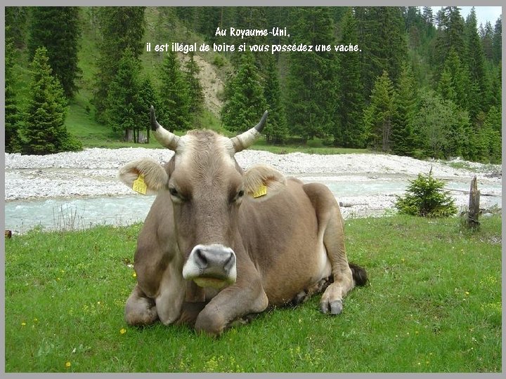 Au Royaume-Uni, il est illégal de boire si vous possédez une vache. 