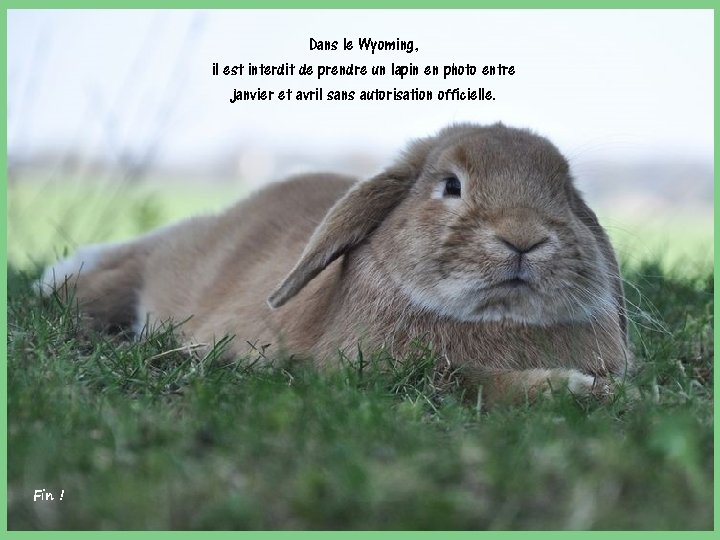 Dans le Wyoming, il est interdit de prendre un lapin en photo entre janvier