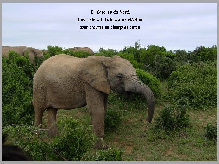 En Caroline du Nord, il est interdit d’utiliser un éléphant pour brouter un champ