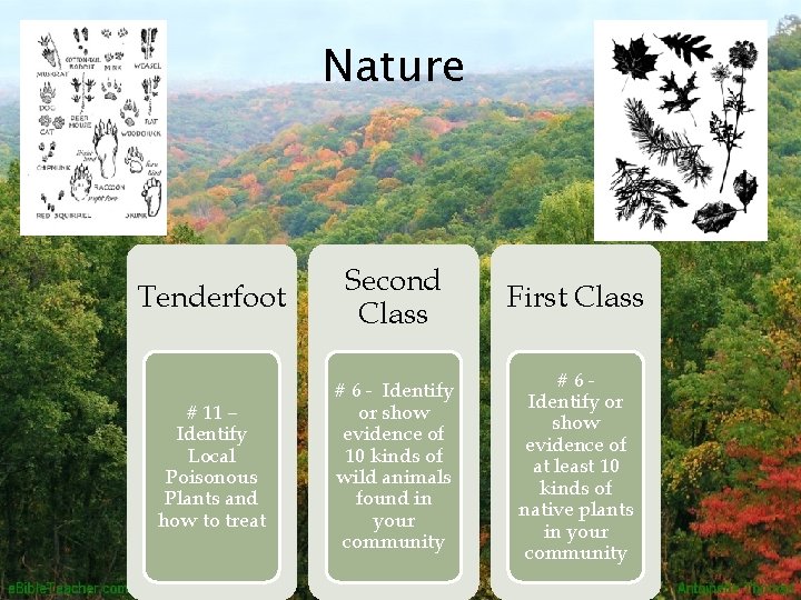 Nature Tenderfoot Second Class First Class # 11 – Identify Local Poisonous Plants and