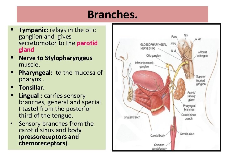 Branches. § Tympanic: relays in the otic ganglion and gives secretomotor to the parotid