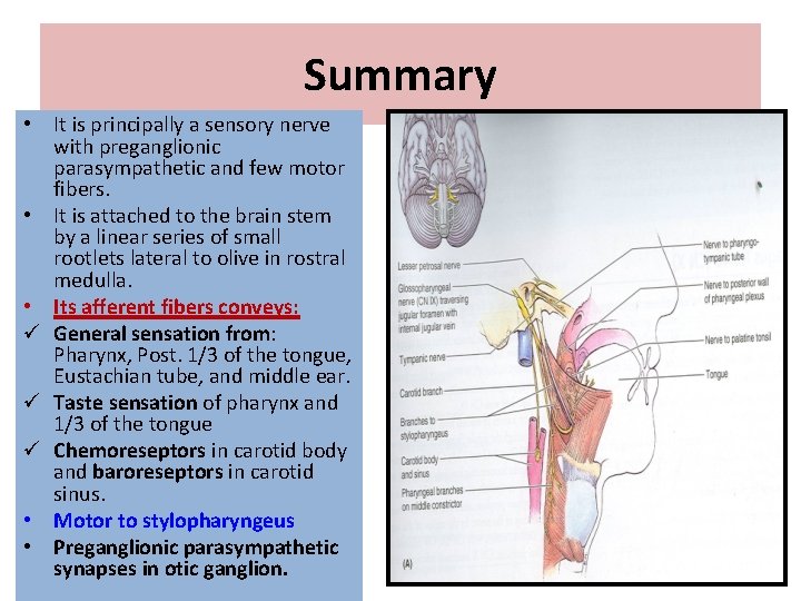 Summary • It is principally a sensory nerve with preganglionic parasympathetic and few motor