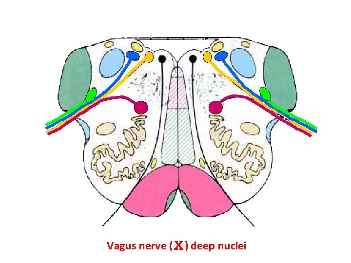 Vagus nerve (Ⅹ) deep nuclei 
