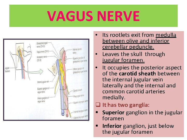 VAGUS NERVE • Its rootlets exit from medulla between olive and inferior cerebellar peduncle.