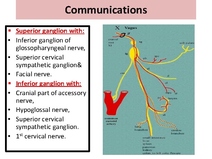 Communications § Superior ganglion with: • Inferior ganglion of glossopharyngeal nerve, • Superior cervical