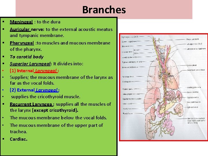 Branches § § § • • § Meningeal : to the dura Auricular nerve: