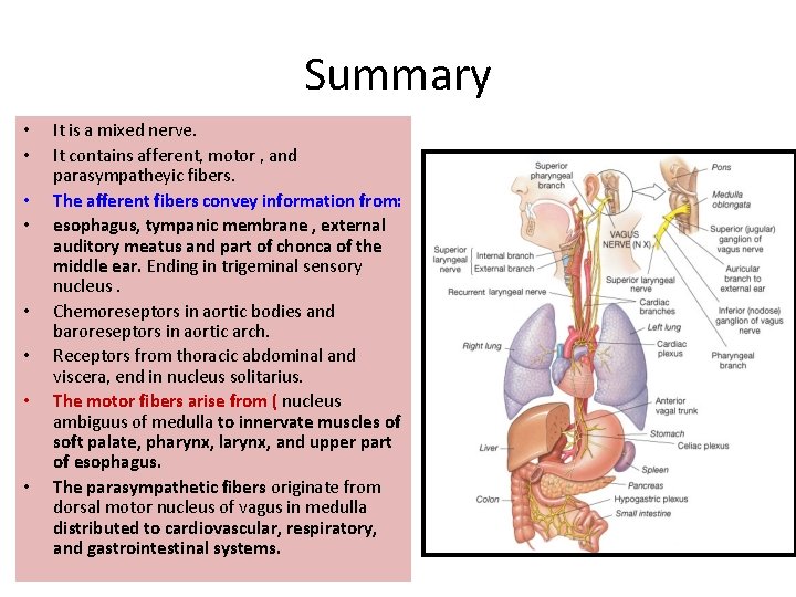 Summary • • It is a mixed nerve. It contains afferent, motor , and