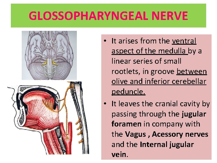 GLOSSOPHARYNGEAL NERVE • It arises from the ventral aspect of the medulla by a