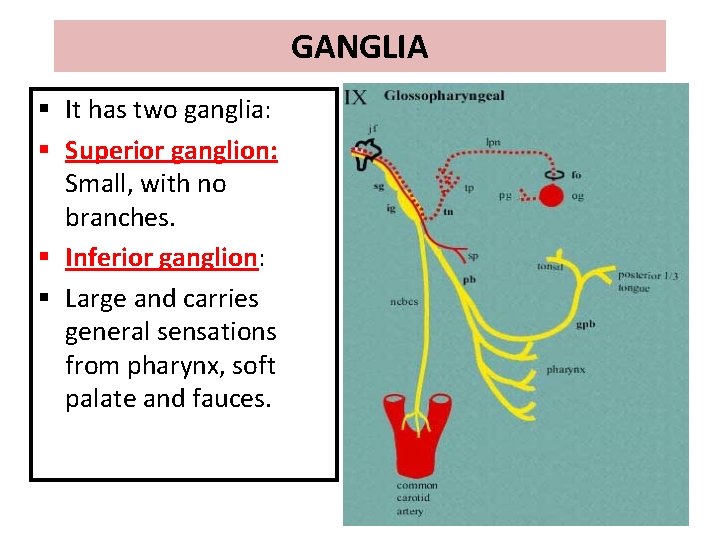 GANGLIA § It has two ganglia: § Superior ganglion: Small, with no branches. §