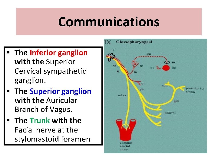 Communications § The Inferior ganglion with the Superior Cervical sympathetic ganglion. § The Superior