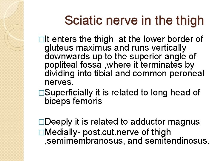 Sciatic nerve in the thigh �It enters the thigh at the lower border of