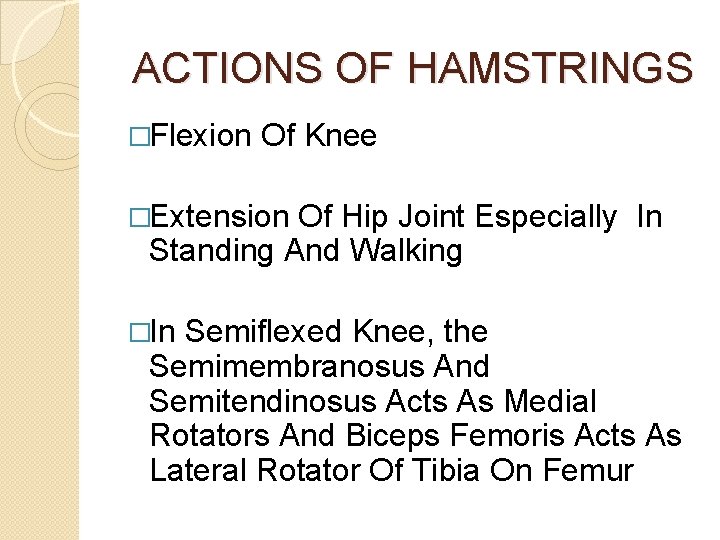 ACTIONS OF HAMSTRINGS �Flexion Of Knee �Extension Of Hip Joint Especially In Standing And