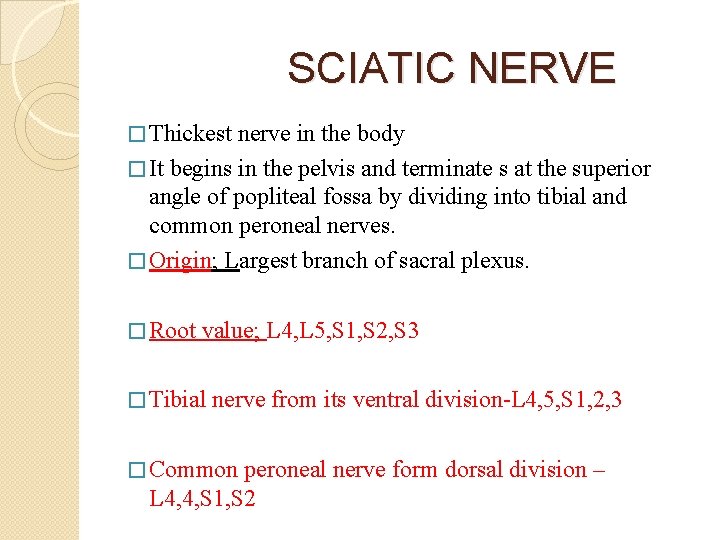 SCIATIC NERVE � Thickest nerve in the body � It begins in the pelvis