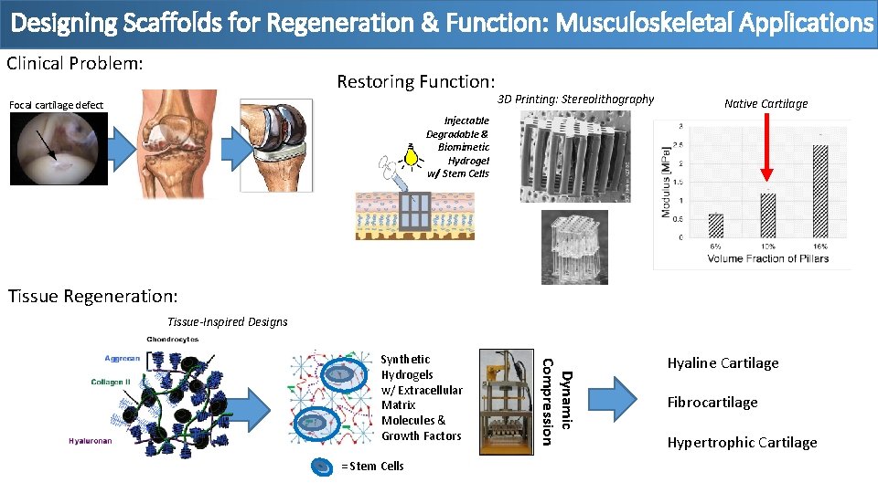 Designing Scaffolds for Regeneration & Function: Musculoskeletal Applications Clinical Problem: Restoring Function: Focal cartilage
