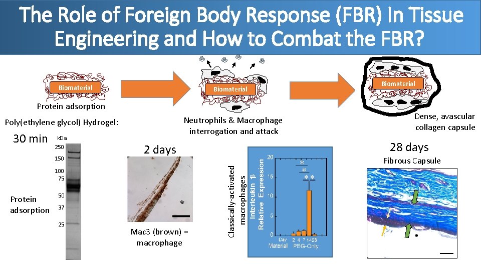 The Role of Foreign Body Response (FBR) In Tissue Engineering and How to Combat