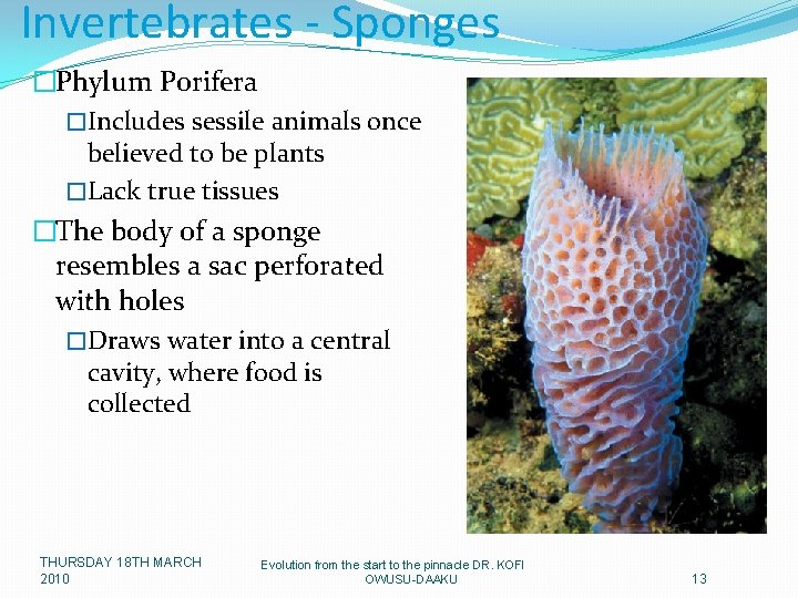 Invertebrates - Sponges �Phylum Porifera �Includes sessile animals once believed to be plants �Lack