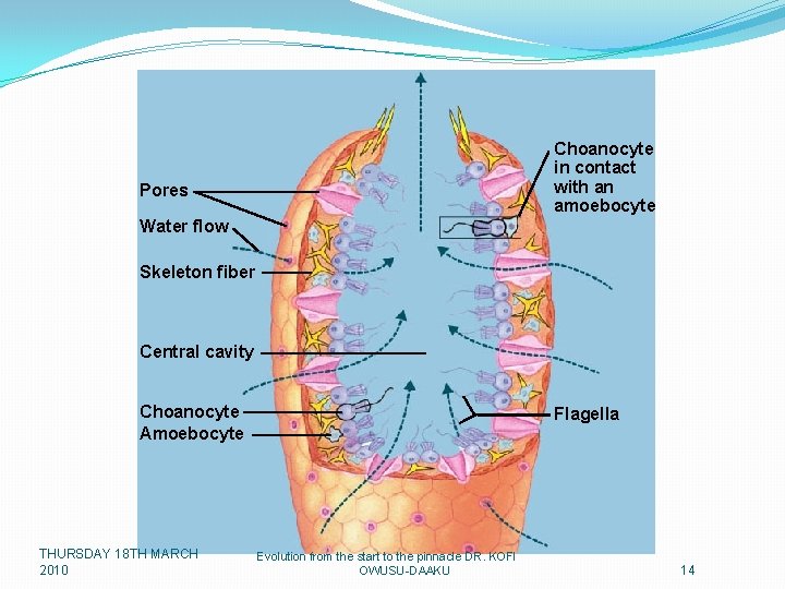 Choanocyte in contact with an amoebocyte Pores Water flow Skeleton fiber Central cavity Choanocyte