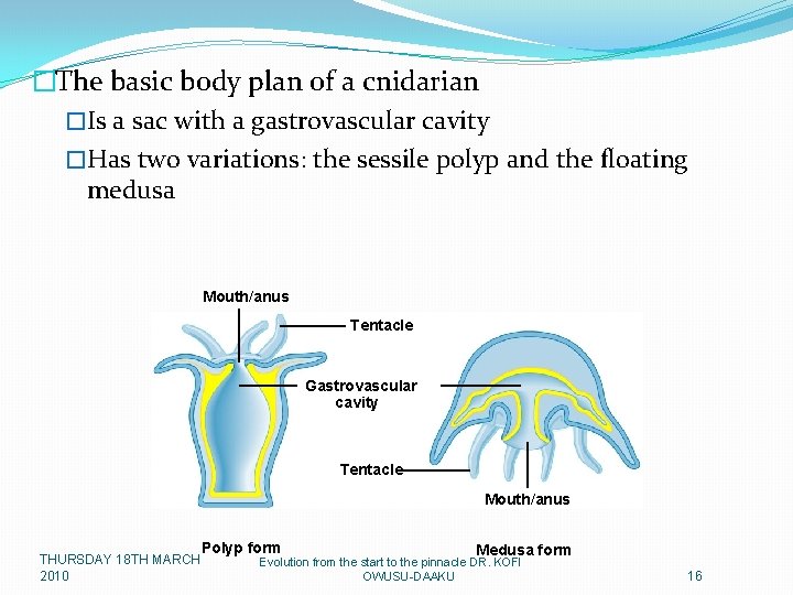 �The basic body plan of a cnidarian �Is a sac with a gastrovascular cavity