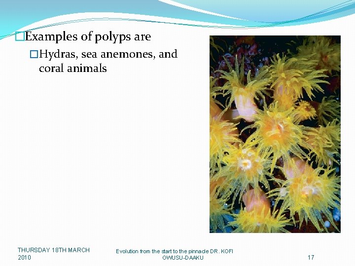 �Examples of polyps are �Hydras, sea anemones, and coral animals THURSDAY 18 TH MARCH