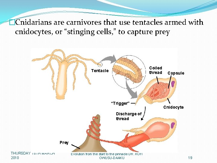 �Cnidarians are carnivores that use tentacles armed with cnidocytes, or “stinging cells, ” to