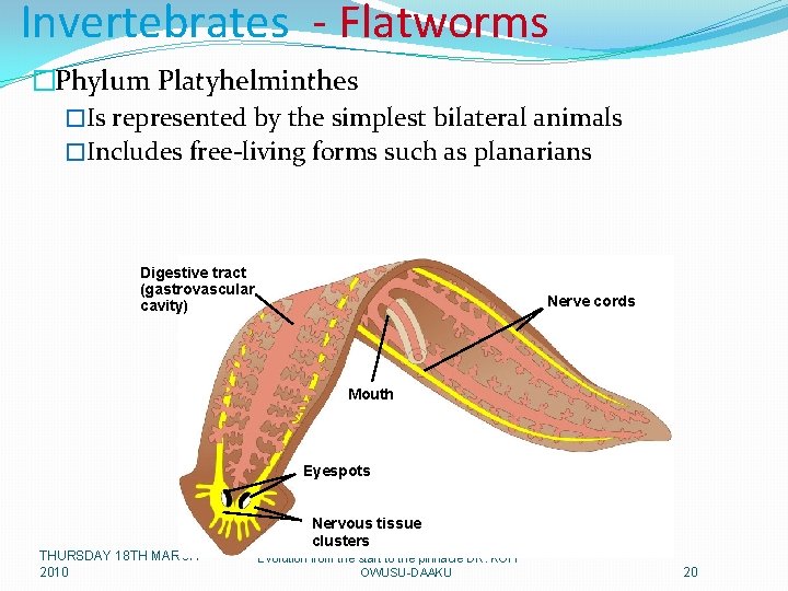 Invertebrates - Flatworms �Phylum Platyhelminthes �Is represented by the simplest bilateral animals �Includes free-living